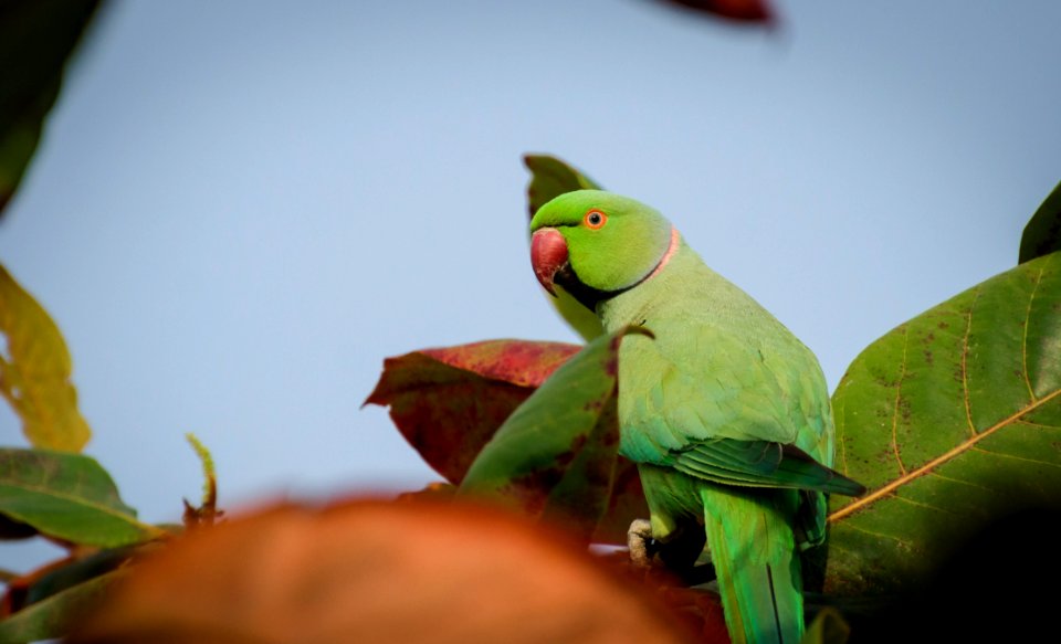 Bird Green Parakeet Parrot