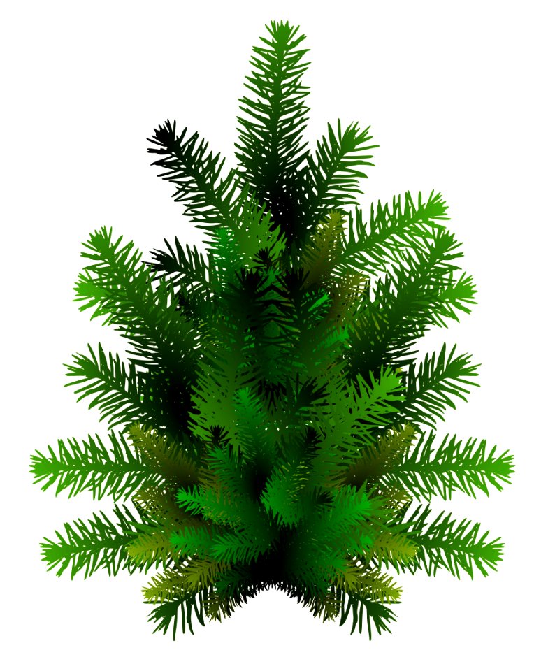 Spruce Pine Family Tree Fir