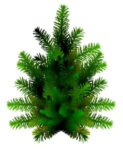 Spruce Pine Family Tree Fir