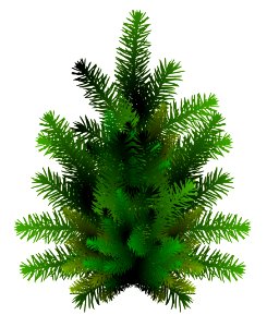 Spruce Pine Family Tree Fir photo