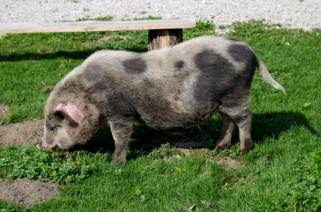 Pig Pig Like Mammal Domestic Pig Fauna photo