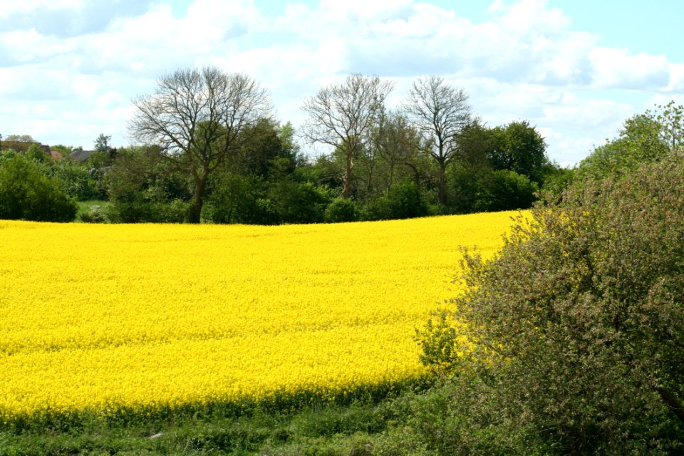 Field Rapeseed Yellow Canola