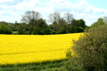 Field Rapeseed Yellow Canola
