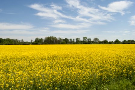 Rapeseed Yellow Field Canola