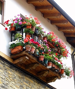 Buildings flowers plants