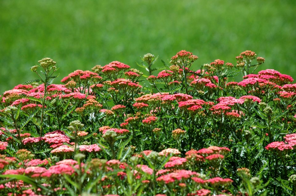 Flower Plant Yarrow Vegetation photo