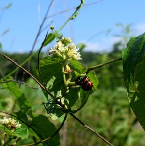Flora Plant Insect Pollinator