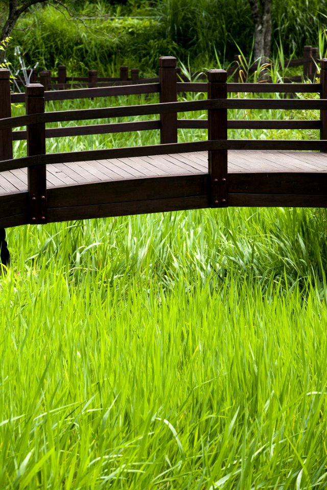 Grass Vegetation Grass Family Plant
