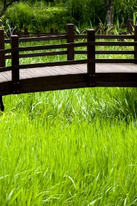 Grass Vegetation Grass Family Plant photo