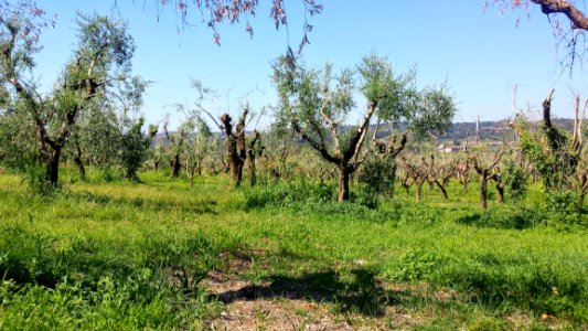 Vegetation Ecosystem Nature Reserve Shrubland