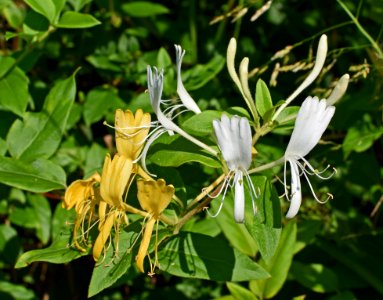 Plant Flower Flora Honeysuckle