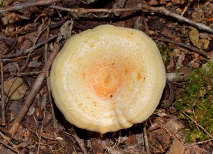 Medicinal Mushroom Mushroom Fungus Penny Bun photo