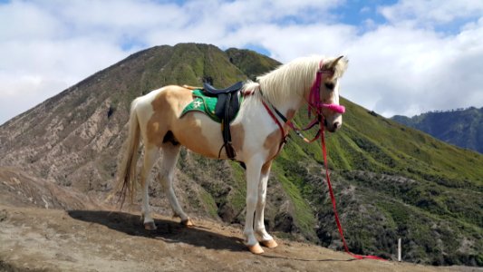 Horse Mountainous Landforms Horse Like Mammal Mountain