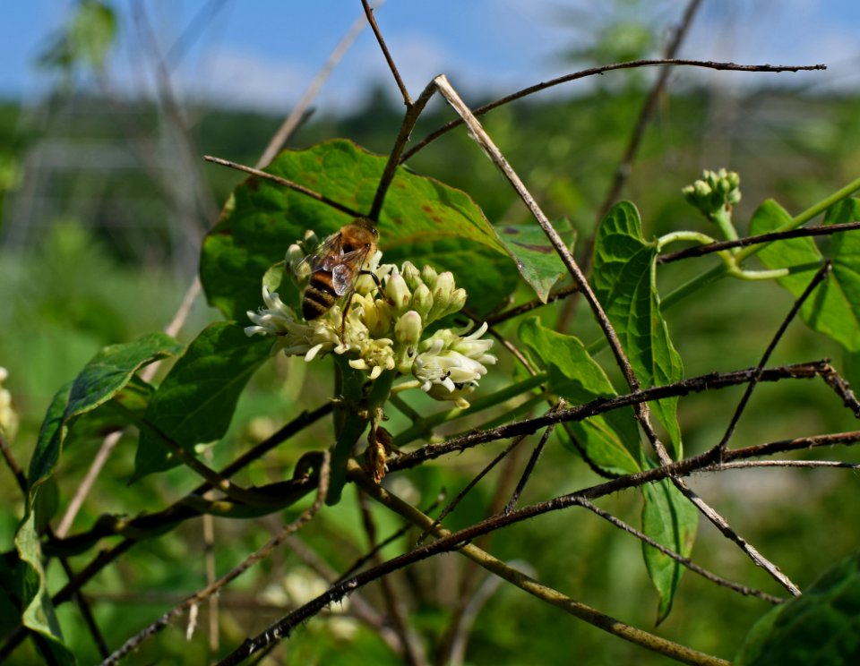 Flora Plant Insect Membrane Winged Insect
