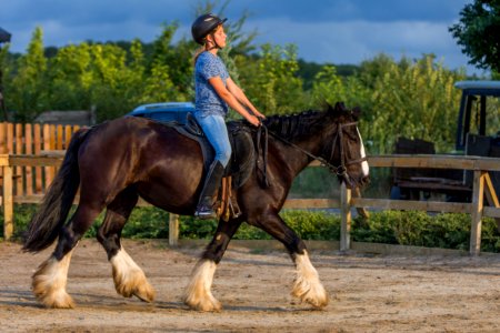 Horse Bridle Rein Stallion
