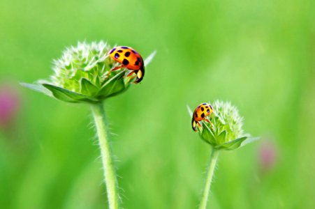 Insect Ladybird Macro Photography Close Up photo