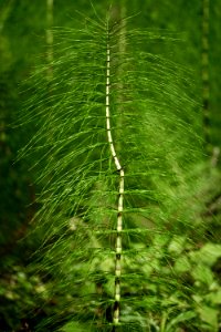 Vegetation Leaf Ferns And Horsetails Plant