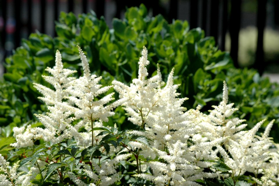 Plant Flower Shrub Subshrub