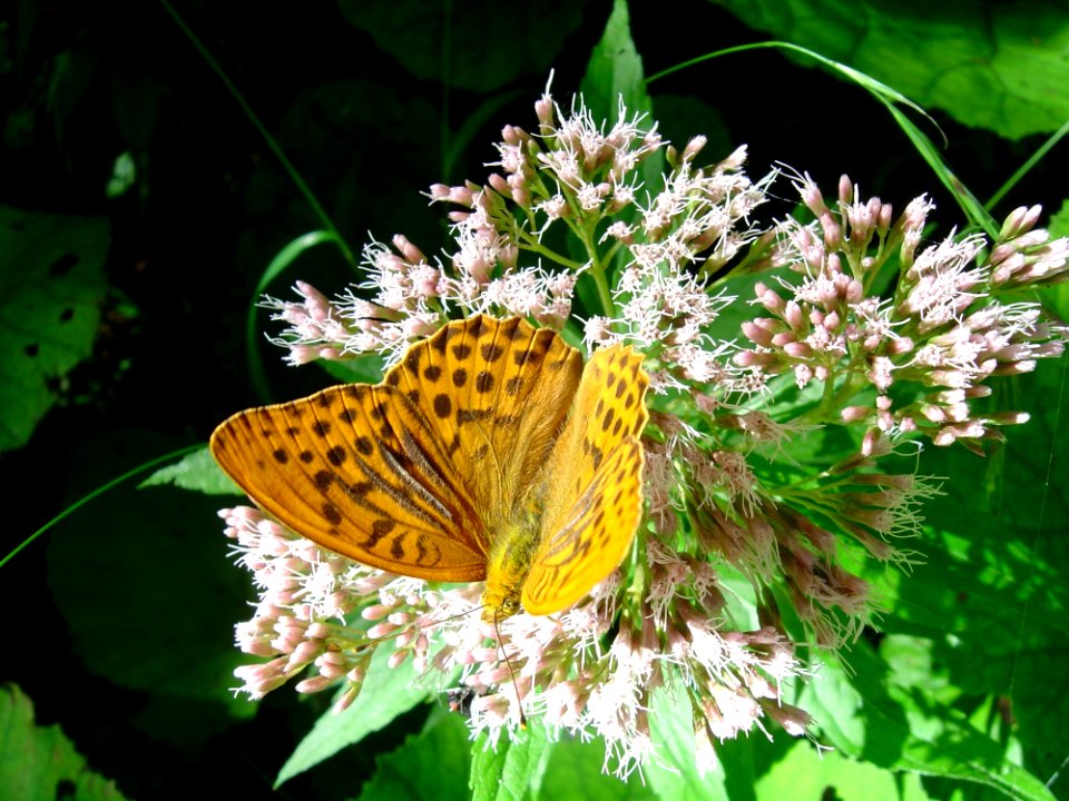 Butterfly Moths And Butterflies Insect Brush Footed Butterfly