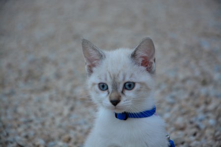 Cat Whiskers Small To Medium Sized Cats Mammal photo