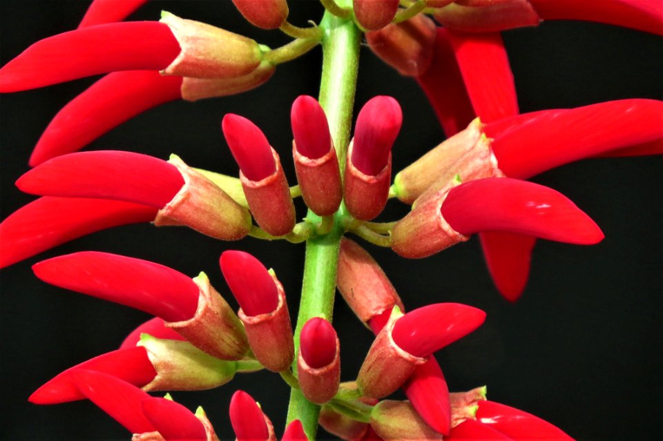 Flower Flora Plant Close Up