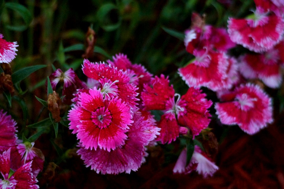 Flower Pink Plant Flora