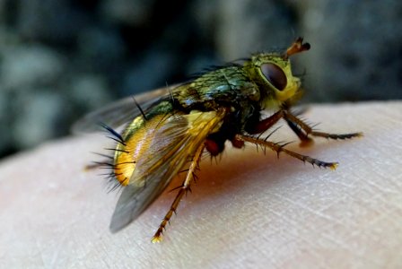 Insect Pest Invertebrate Fauna