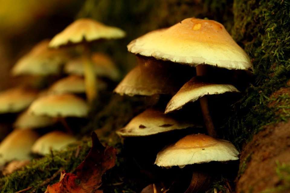 Mushroom Fungus Penny Bun Edible Mushroom