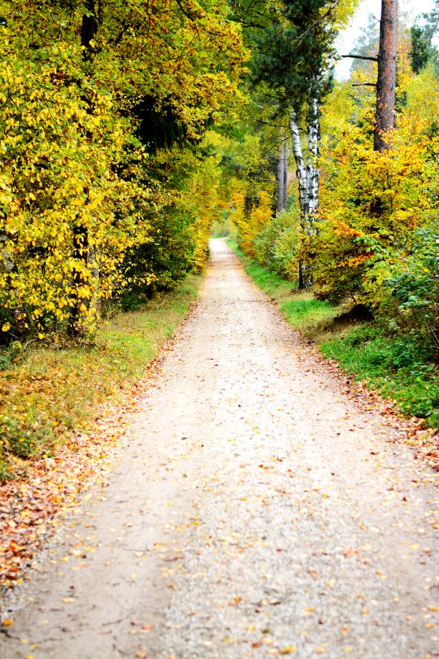 Path Road Nature Leaf