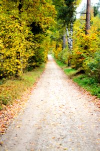 Path Road Nature Leaf photo