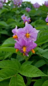 Flower Plant Flora Annual Plant