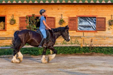 Horse Bridle Rein Hunt Seat