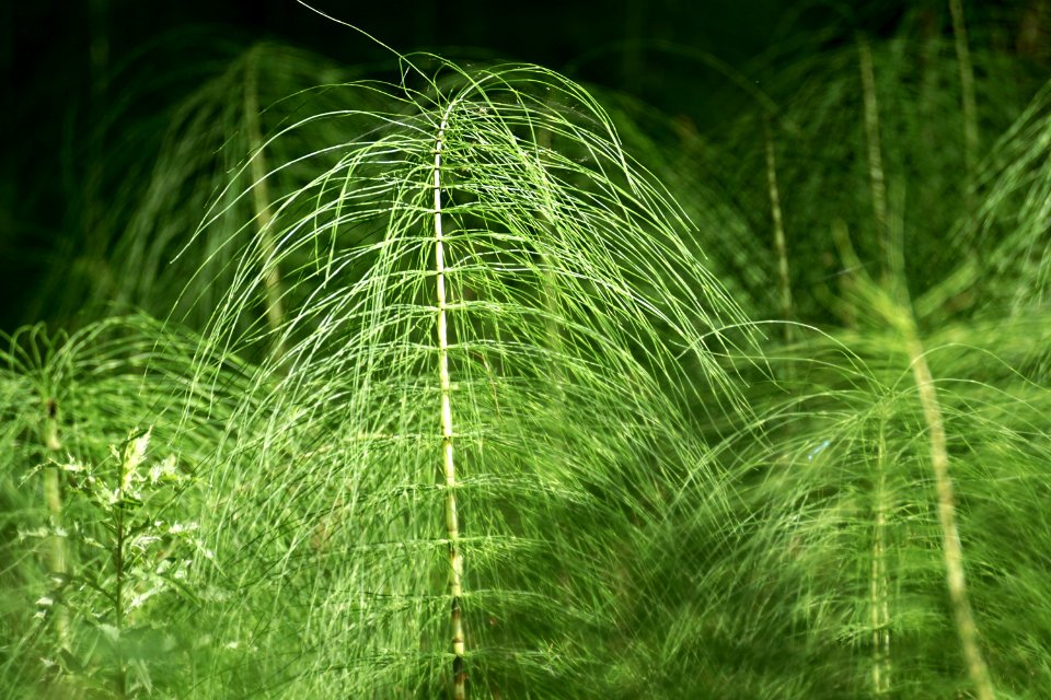 Vegetation Grass Ecosystem Grass Family