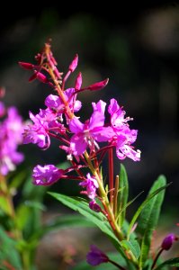 Plant Flower Flora Flowering Plant