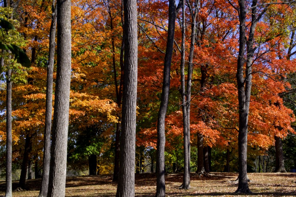 Nature Temperate Broadleaf And Mixed Forest Ecosystem Tree photo