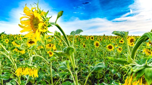 Sunflower Flower Yellow Field photo