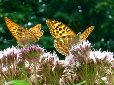 Butterfly Moths And Butterflies Insect Brush Footed Butterfly