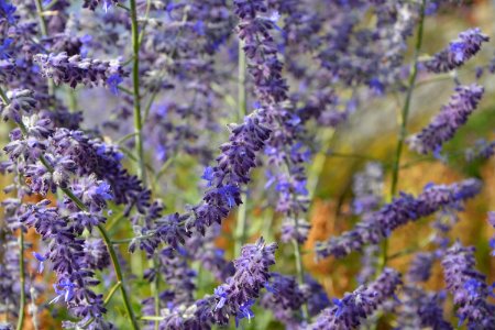 Lavender English Lavender Lilac Plant