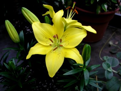 Flower Plant Lily Yellow