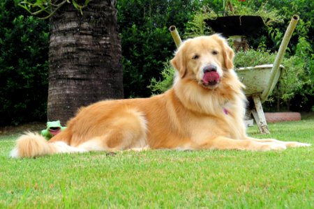 Dog Dog Breed Golden Retriever Mammal