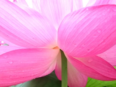 Flower Pink Petal Flora photo