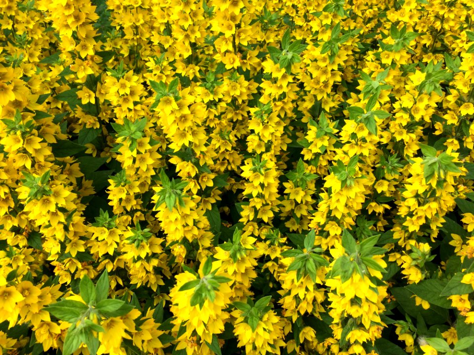 Flower Yellow Plant Flora