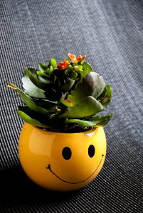 Yellow Flowerpot Plant Material