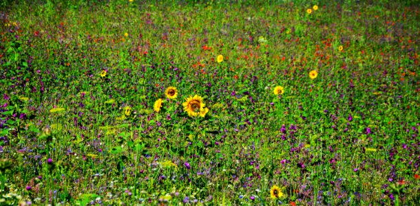 Vegetation Wildflower Flower Ecosystem
