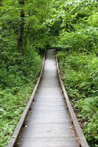 Path Nature Nature Reserve Vegetation photo