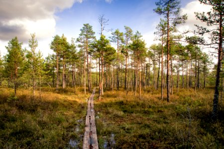 Ecosystem Tree Path Wilderness photo