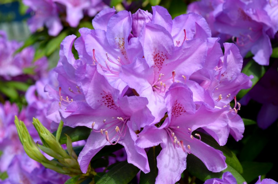 Flower Plant Woody Plant Flowering Plant
