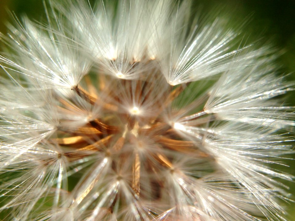 Flower Flora Dandelion Close Up