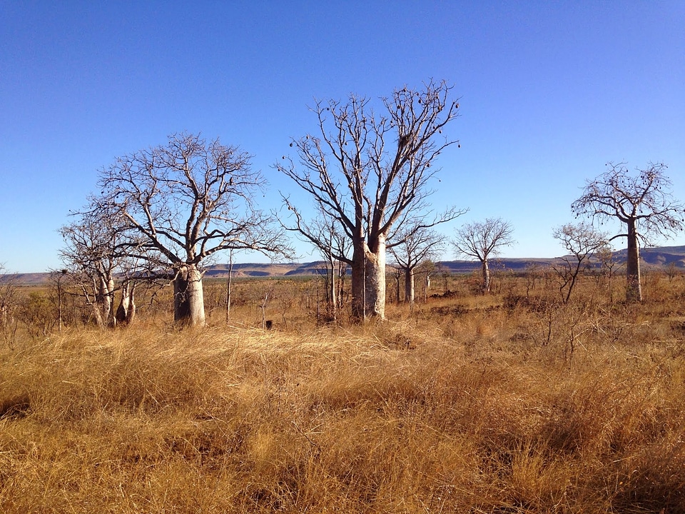 Background landscape wilderness