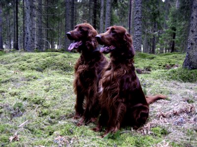 Dog Dog Like Mammal Boykin Spaniel German Spaniel